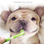 Pet Toothbrush Kit