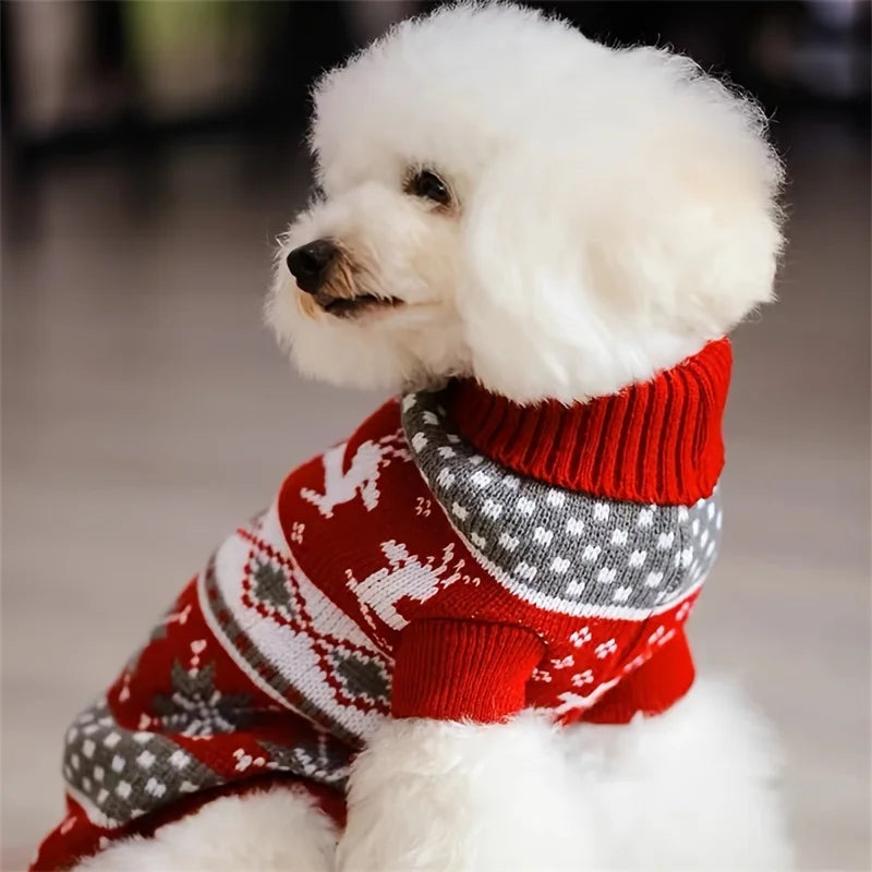 Bichon blanc vu de profil portant le pull de Noël jacquard rouge