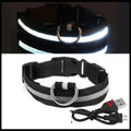 Collier lumineux LED rechargeable pour chien, coloris noir