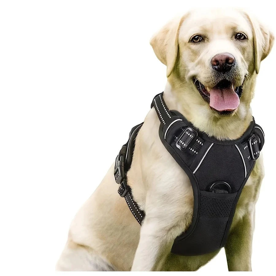 Labrador sable portant le harnais réfléchissant noir, vu de face sur fond blanc
