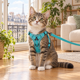 Harnais et laisse pour chat